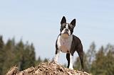 BOSTON TERRIER 265